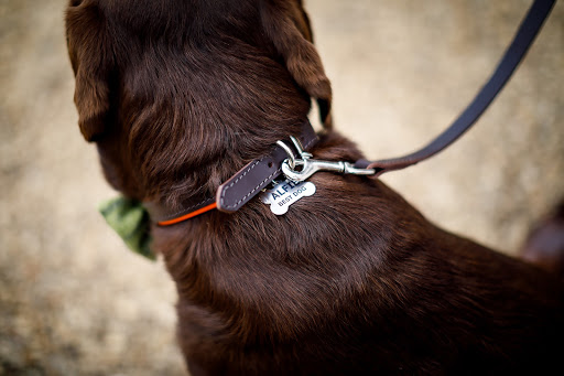 Animals at Weddings - How to Incorporate Animals Into Your Wedding Day