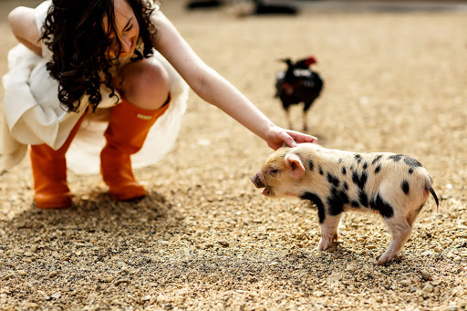 Animals at Weddings - How to Incorporate Animals Into Your Wedding Day