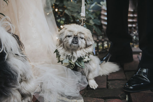 Animals at Weddings - How to Incorporate Animals Into Your Wedding Day