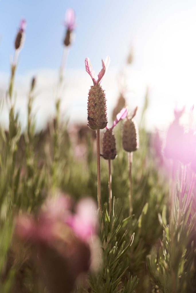 Luxe lilac metallic wedding styling in a lavender field