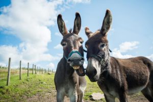 The Wellbeing Farm Outdoor Venue