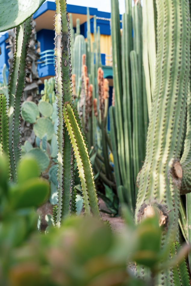 Marrakesh Honeymoons- the perfect mini moon or pamper weekend destination at Riad Spice - Marjorelle Gardens