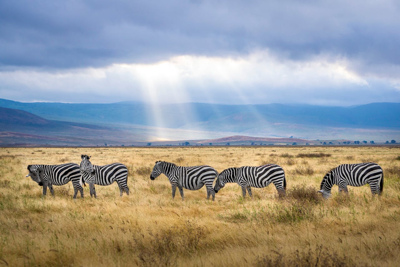 The Best Destinations for Sustainable Honeymoons in Tanzania
